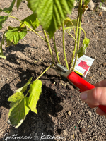 How To Properly Prune Young Raspberry Plants | Gathered In The Kitchen