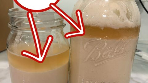What sourdough hooch looks like: a liquid formed on the top of the sourdough starter in a jar | Gathered In The Kitchen