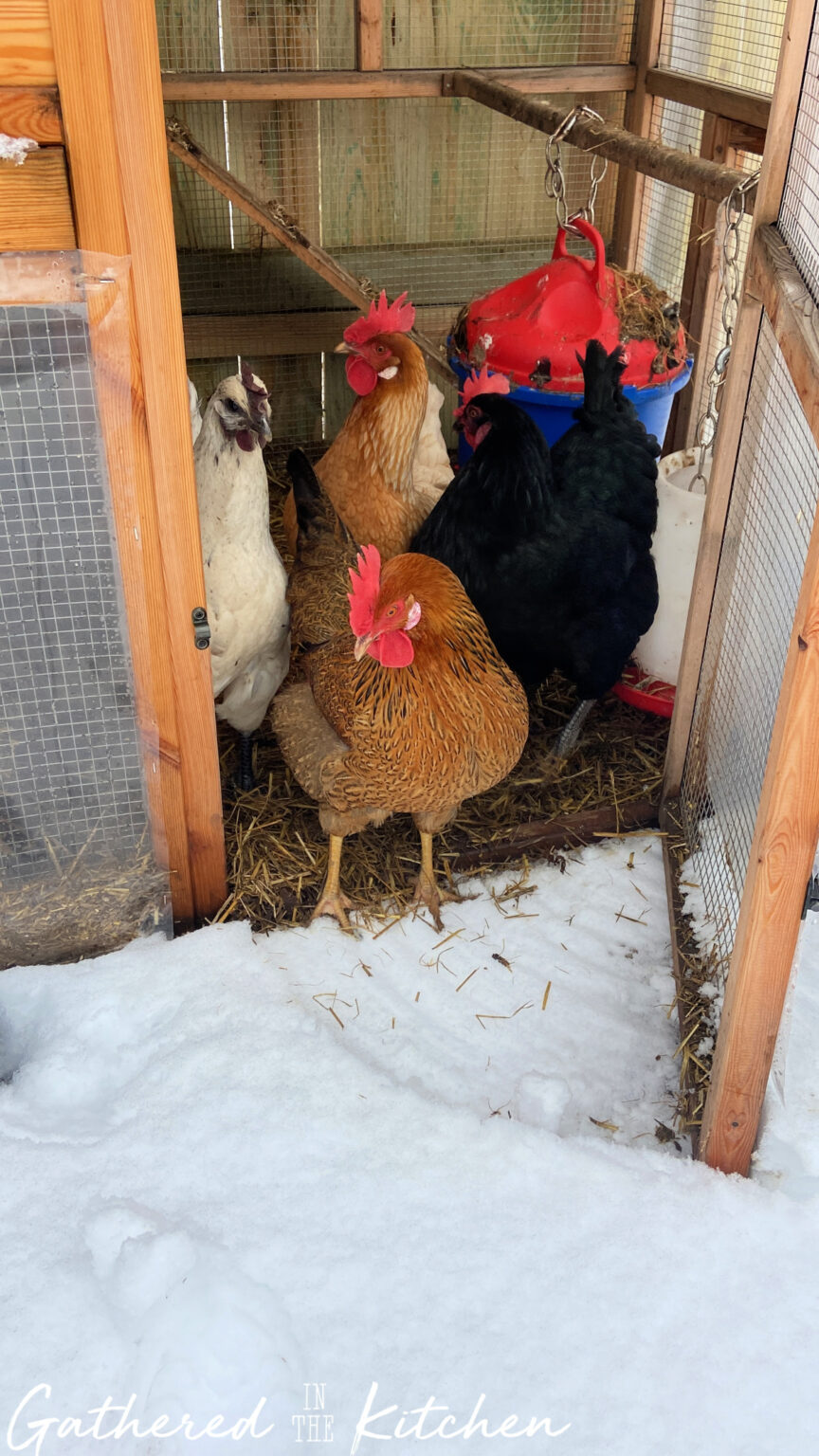 Picture of Winter Chicken Care Tips: How to Care for Chickens in Cold Weather ...