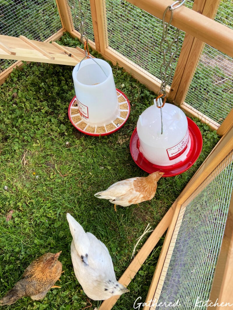 Close-up of a hanging chicken feeder and waterer inside a backyard chicken coop with young chickens gathered around. Helps keep food and water clean.
