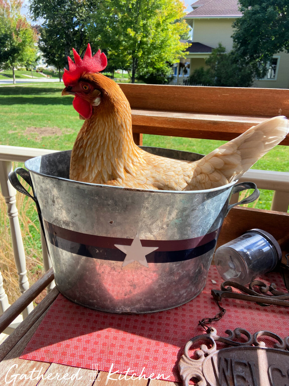 Raising Happy Backyard Chickens: Complete Guide for Beginners & Beyond ...