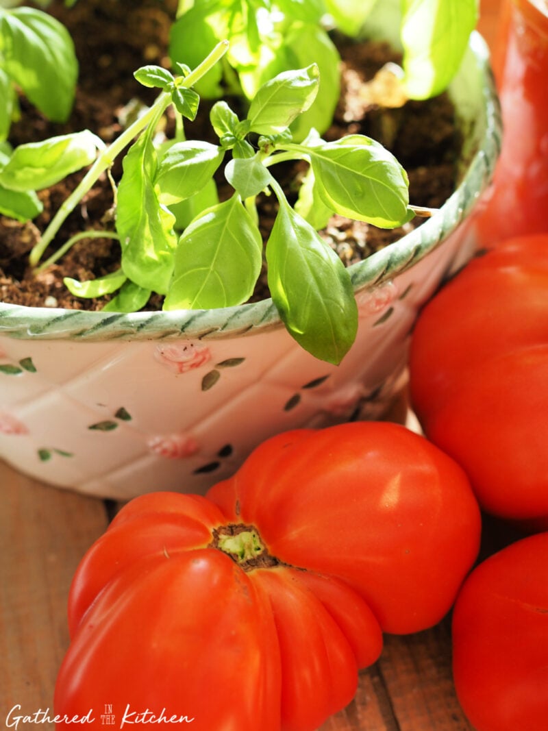 Close-up of fresh basil growing in a pot next to ripe garden tomatoes, the key ingredients for making homemade tomato basil sauce with water bath canning. | Gathered In The Kitchen 