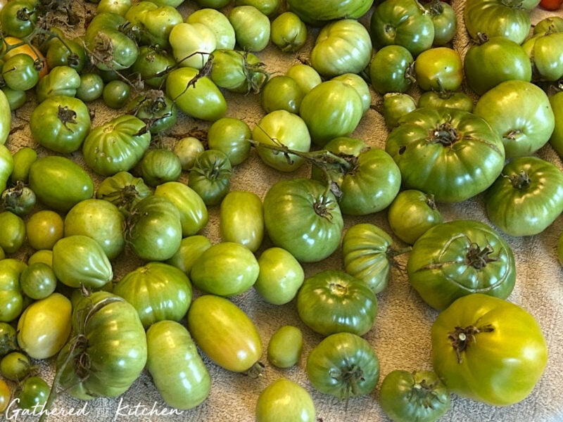 Freshly picked green tomatoes of different sizes spread out on a towel, ready to be sliced and preserved in a water bath canner. | Gathered In The Kitchen 