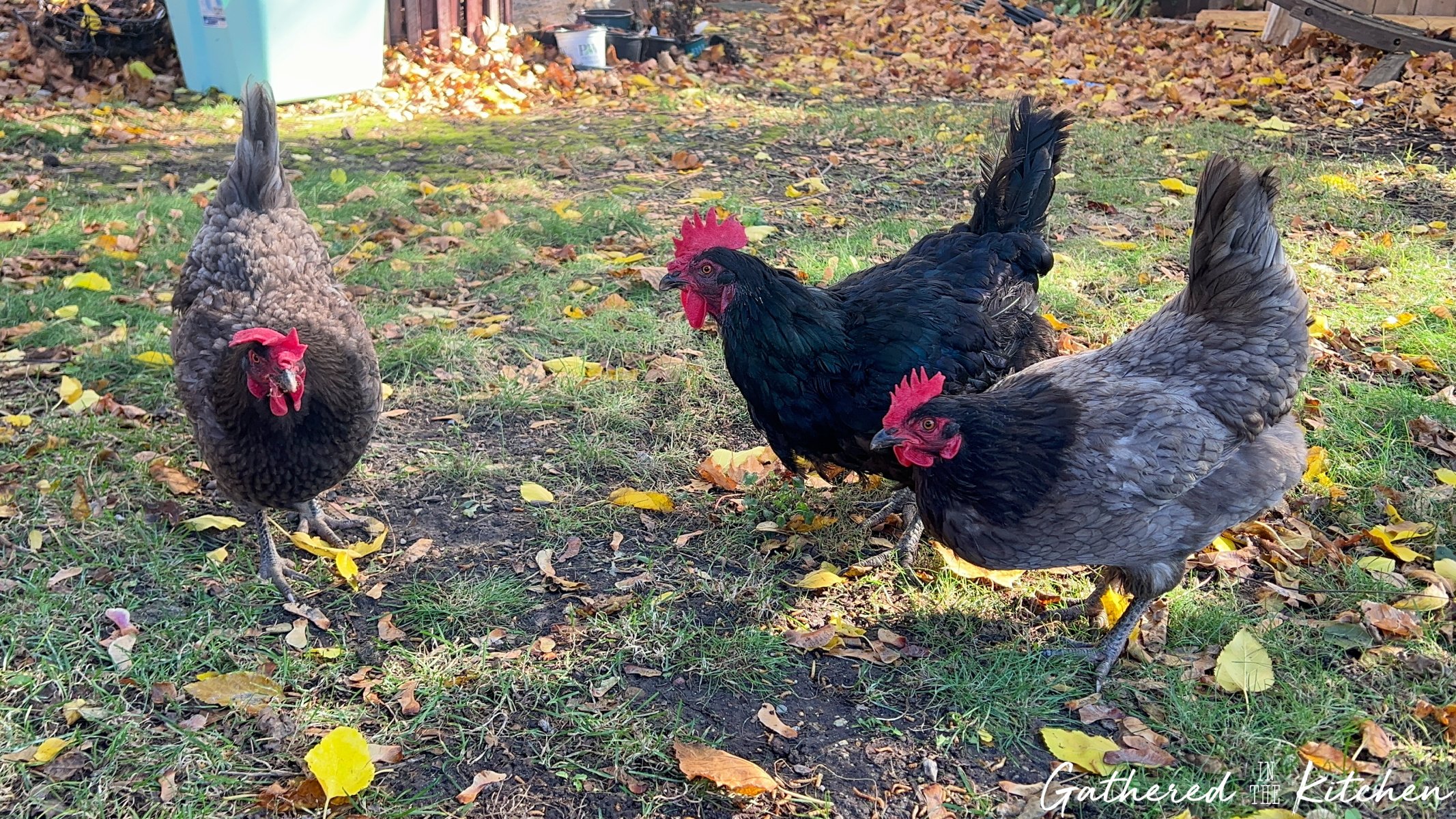 Three backyard chickens pecking at the ground in a yard covered with autumn leaves, enjoying a cool fall day before night temperatures drop. | Gathered In The Kitchen