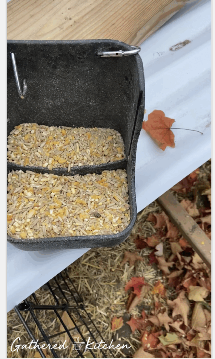 Close-up of a divided chicken feeder filled with cracked corn and grain mix, sitting beside autumn leaves in a backyard coop. | Gathered In The Kitchen 