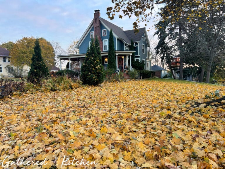 Front yard of a blue 1886 Victorian home covered in golden autumn leaves from oak and maple trees, surrounded by evergreens and a cozy wraparound porch.