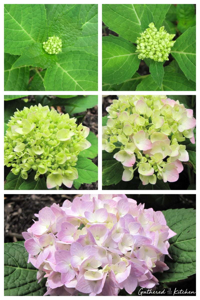 Hydrangea macrophylla (Bigleaf hydrangea)