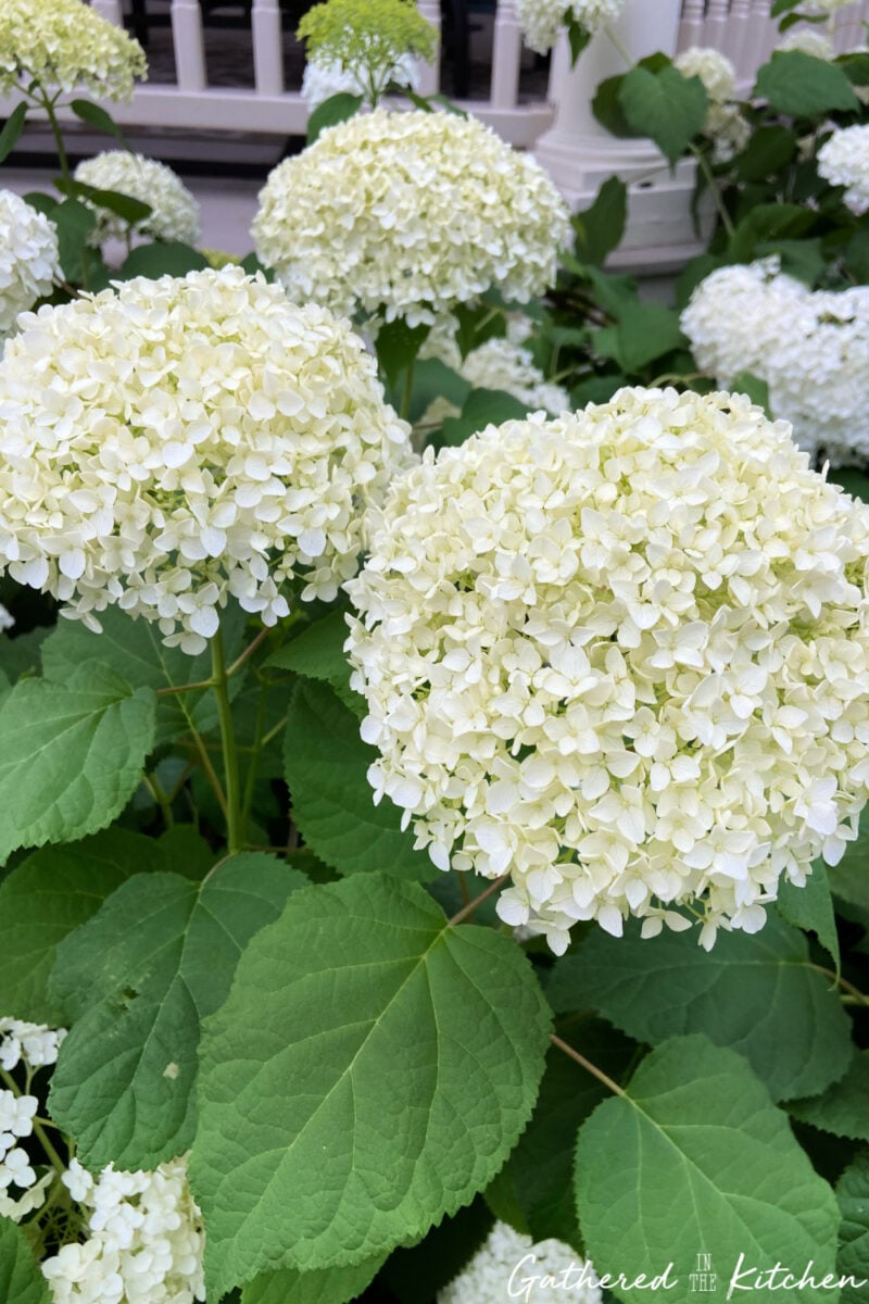 Large white Annabelle hydrangea blooms growing in a garden near a front porch in summer.