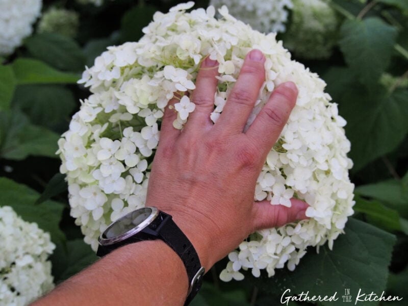 Hand holding a large white Annabelle hydrangea bloom to show the size of the flower. | Gathered In The Kitchen