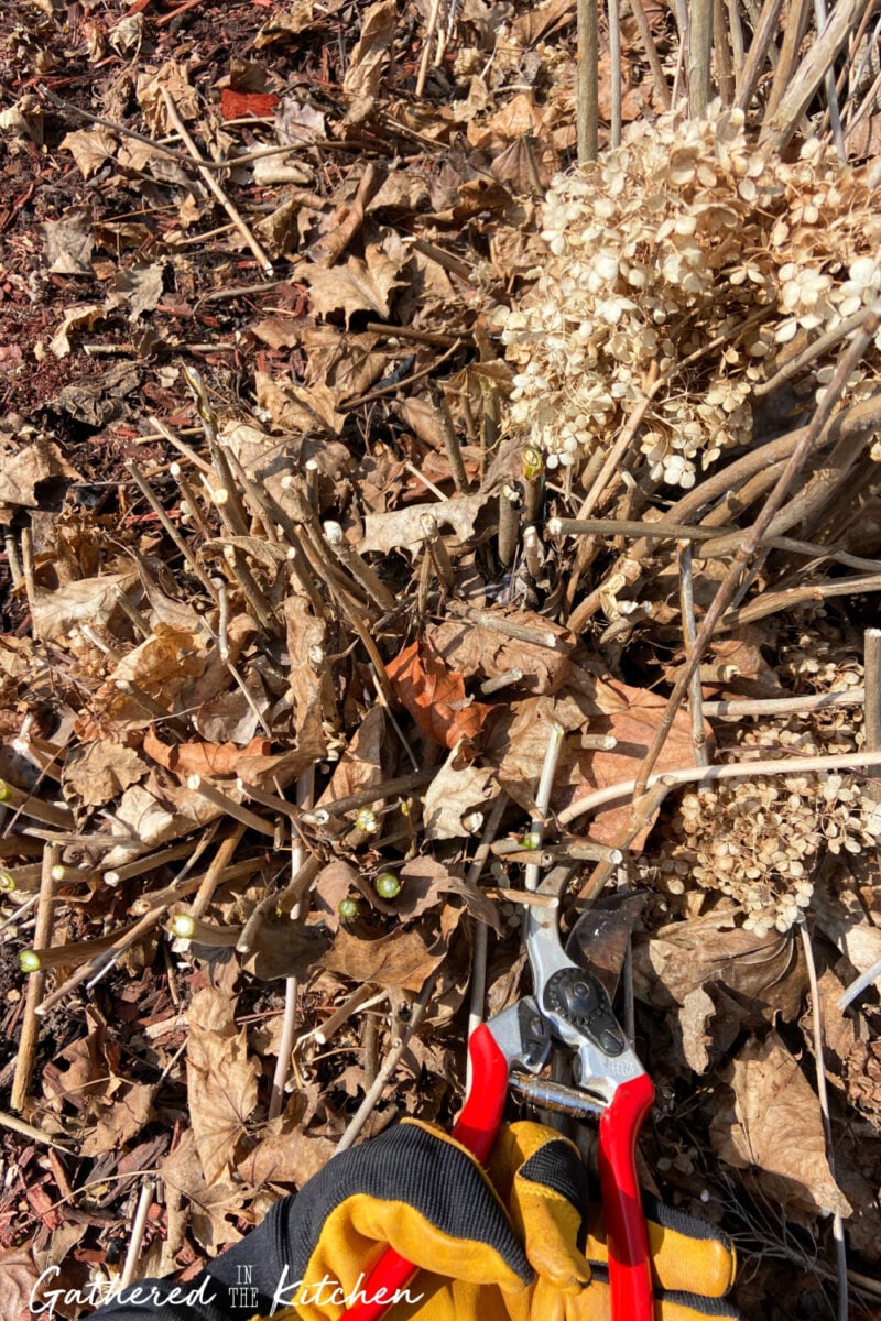 Pruning shears trimming dead stems and leaves from perennial plants during spring yard cleanup to encourage new plant growth after winter.