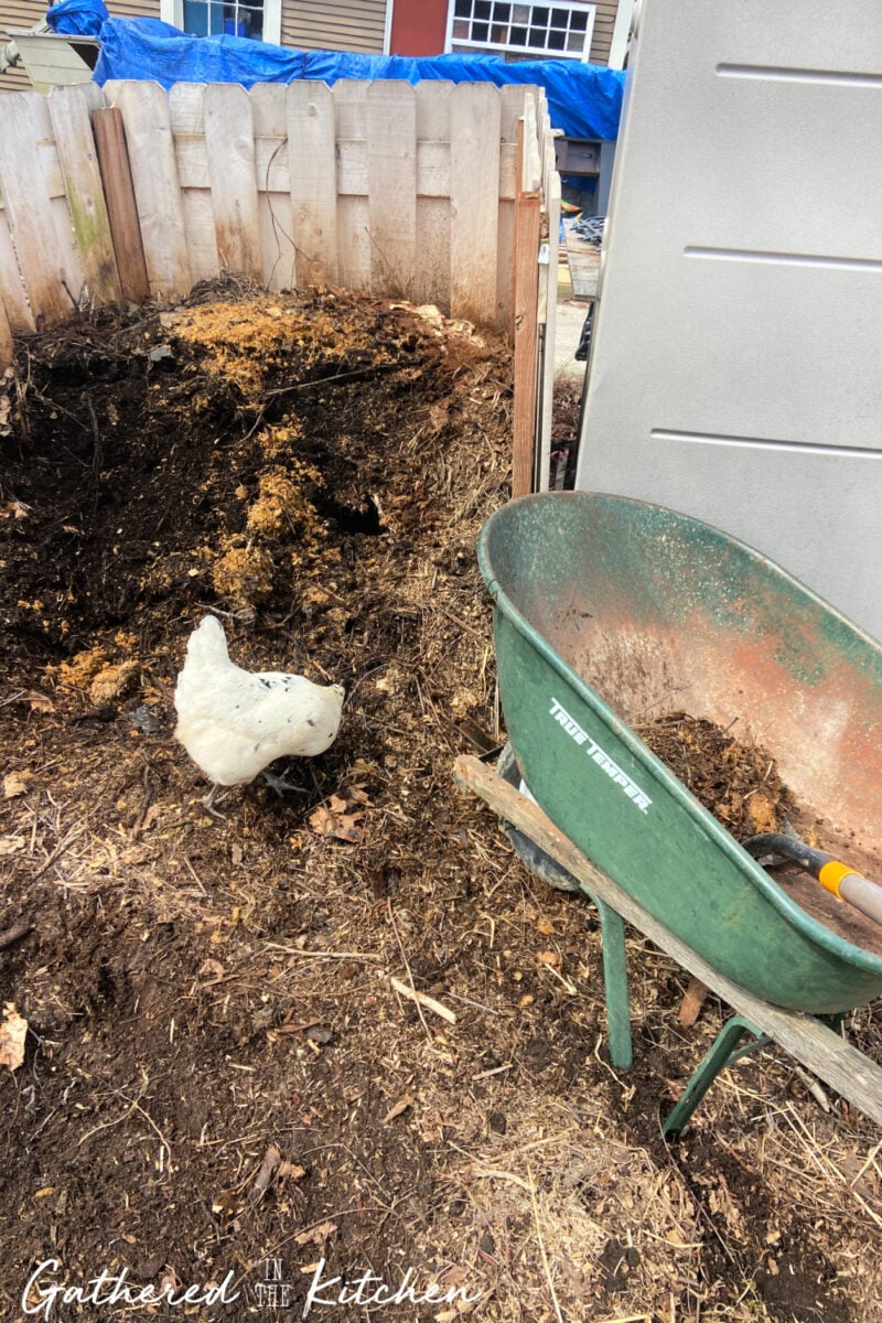 Chicken pecking in a compost pile made from old chicken bedding and garden debris during spring yard cleanup. 