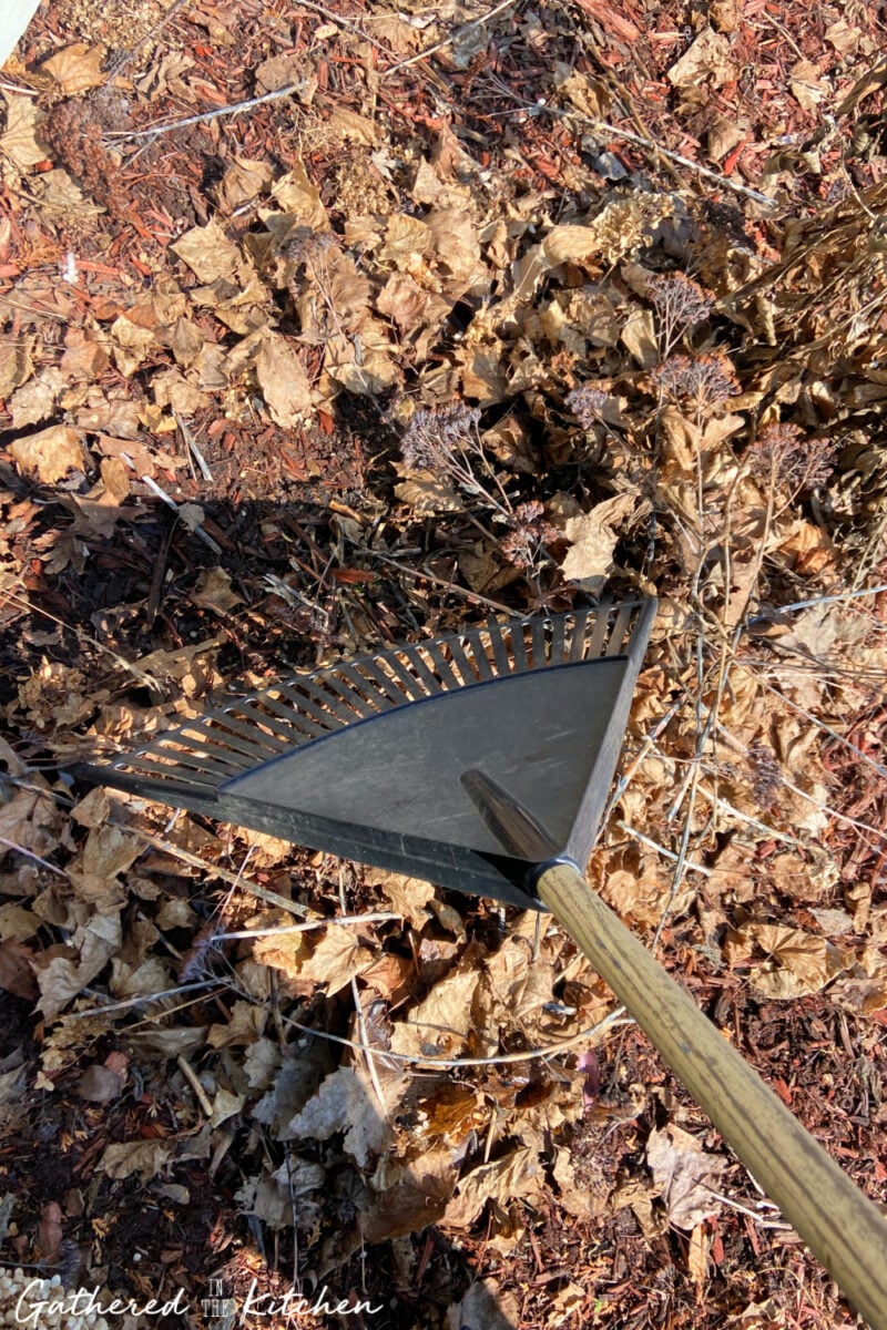 Garden rake removing dead leaves from a flower bed during spring yard cleanup to prepare garden beds for new plant growth.