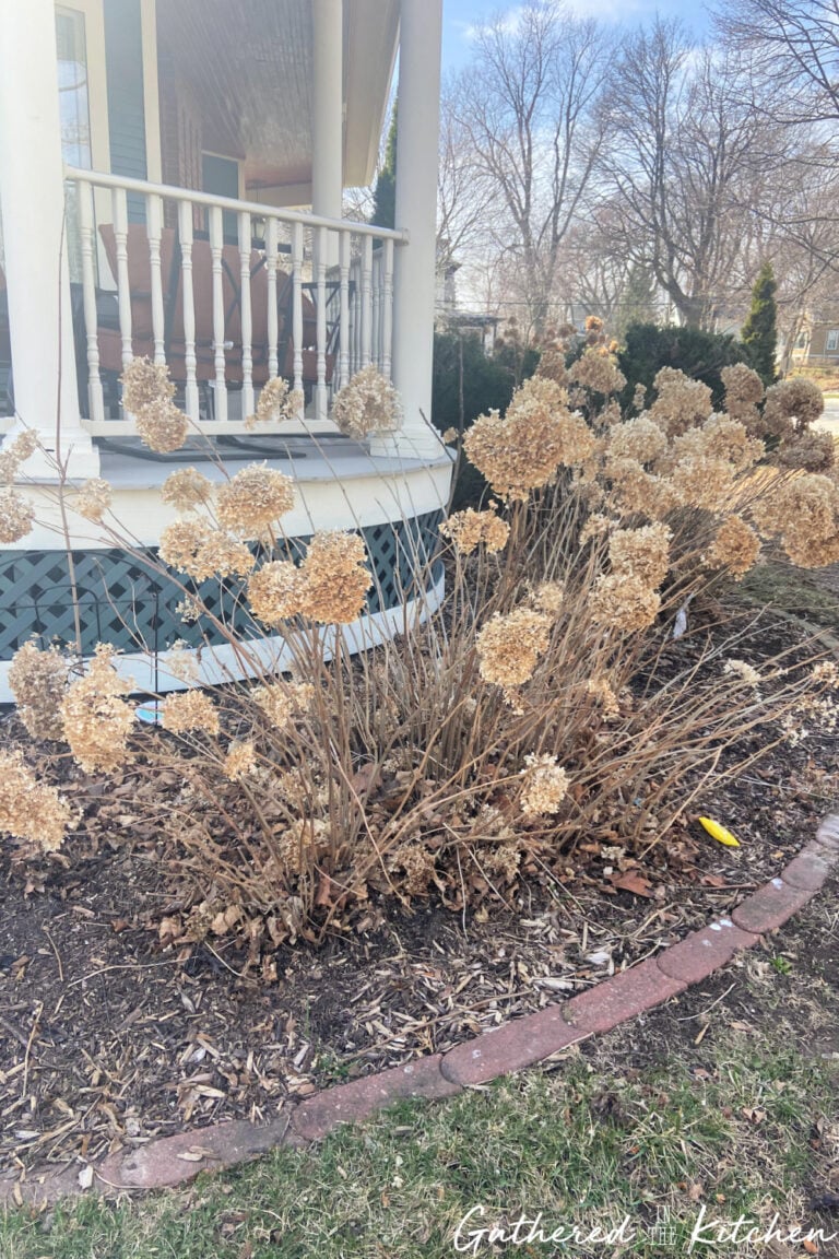Dried Annabelle hydrangea bushes in early spring before pruning, showing when to cut back hydrangeas during spring yard cleanup in a Zone 5 Wisconsin garden. | Gathered In The Kitchen