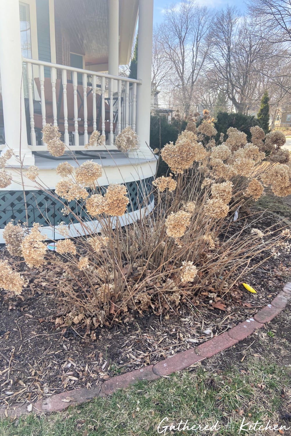 Dried Annabelle hydrangea bushes in early spring before pruning, showing when to cut back hydrangeas during spring yard cleanup in a Zone 5 Wisconsin garden. | Gathered In The Kitchen