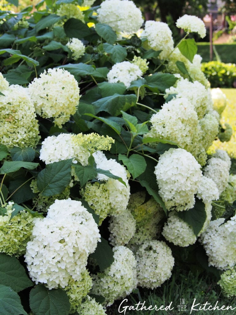 Large white Annabelle hydrangea blooms growing in a garden in Zone 5 with full green leaves and healthy summer growth | Gathered In The Kitchen