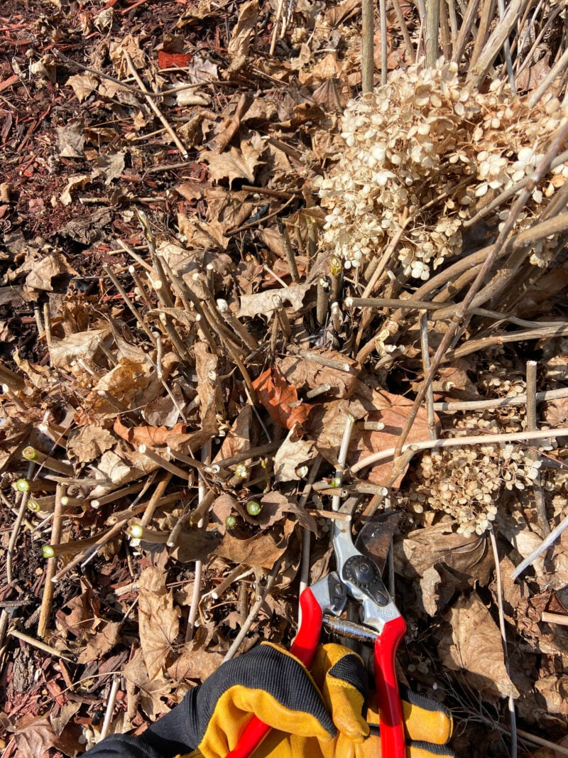 Pruning hydrangeas in early spring using pruning shears, cutting stems back to live wood in a Zone 5 garden | Gathered In The Kitchen 