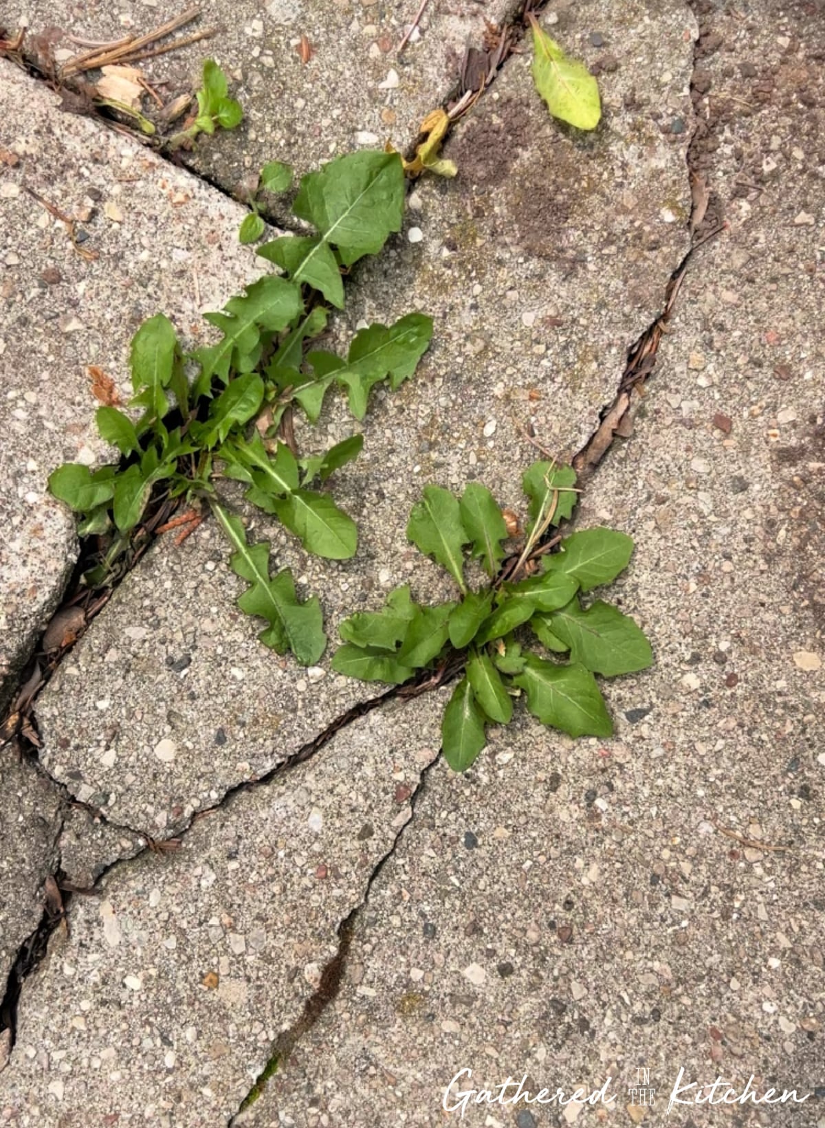 weeds growing in sidewalk cracks before removal