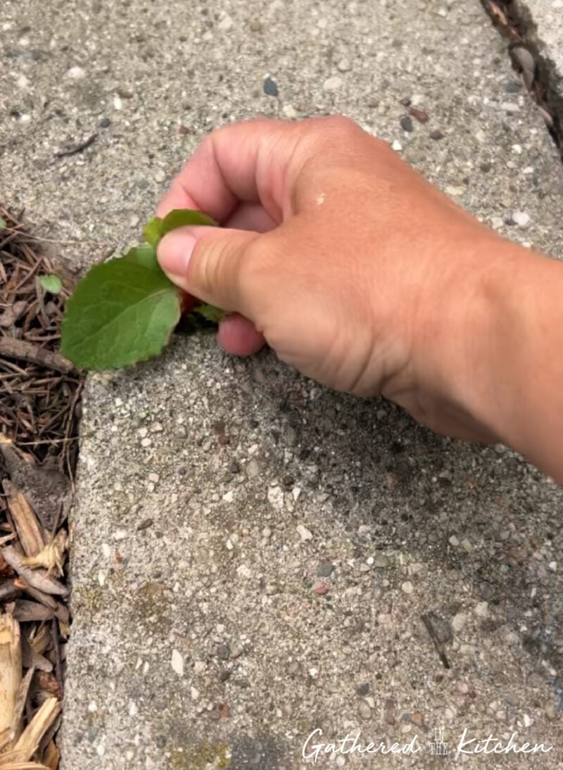 hand pulling weed leaves from sidewalk crack before using blow torch to kill weeds