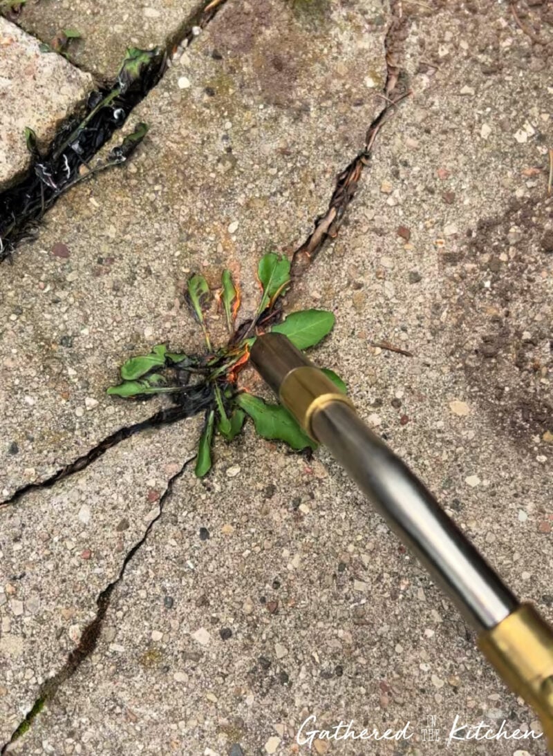 using a blow torch to kill weeds in sidewalk cracks 
