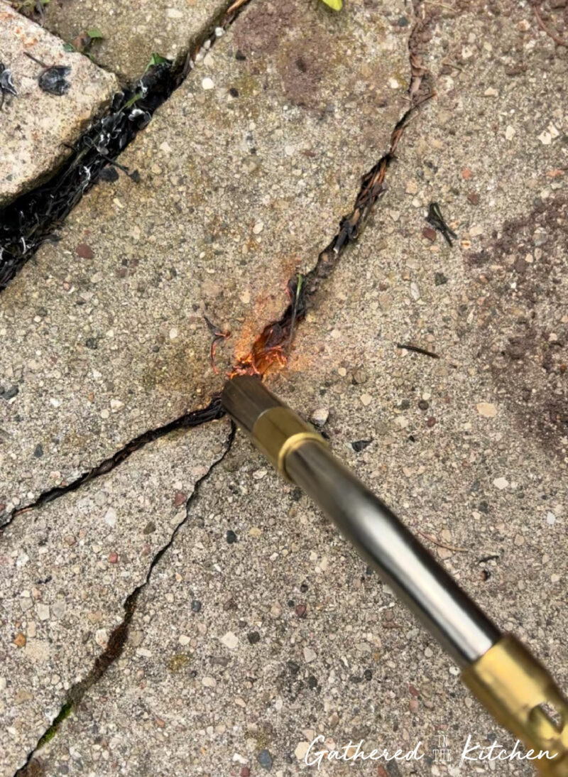 burning weeds in pavement cracks with torch close up