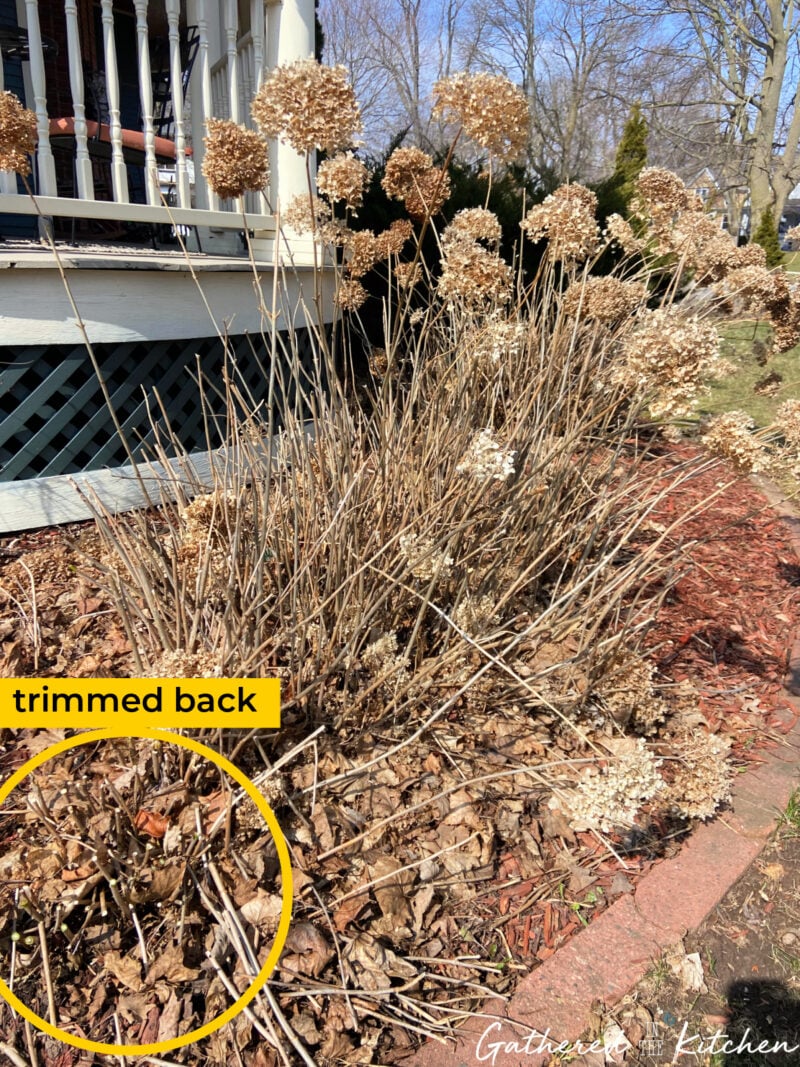 Annabelle hydrangea bush trimmed back in early spring with dried blooms and pruned stems in a Zone 5 garden | Gathered In The Kitchen 