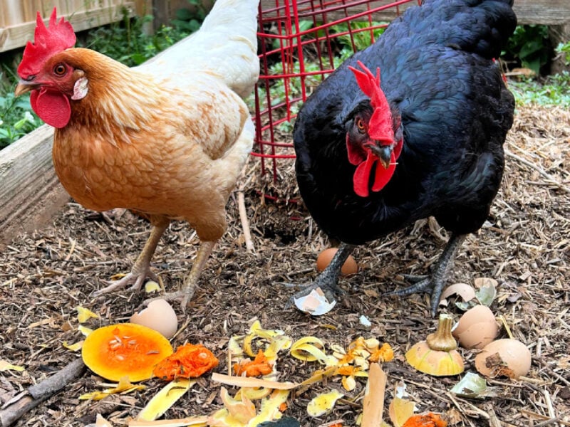 what to feed chickens