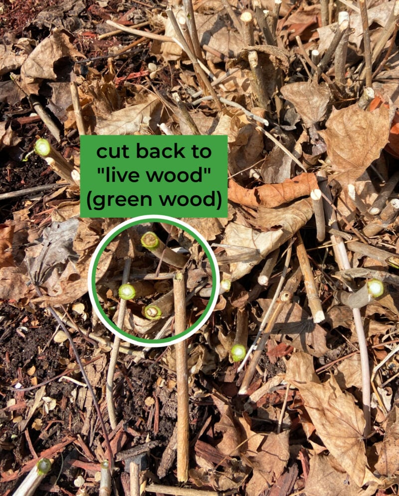 Close-up of hydrangea stems cut back to live green wood, showing how to identify healthy stems for pruning | Gathered In The Kitchen 