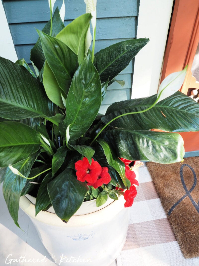 Peace lily and red petunias planted together in a vintage cream-colored crock on a patriotic front porch. The container garden adds natural greenery and color to a thrifted 4th of July porch display. | Gathered In The Kitchen 